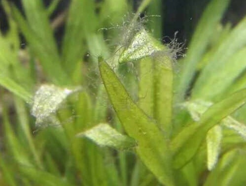 Staghorn alg verwijderen