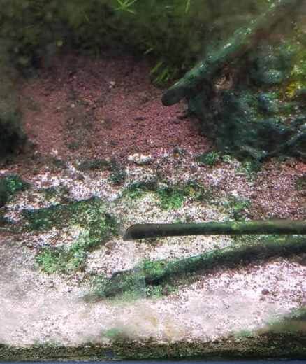 blauwe alg aquarium