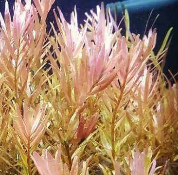 Rotala Rotundifolia aquarium
