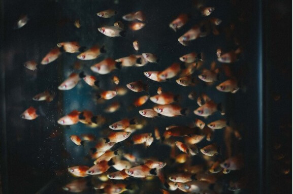 Welke vissen in een aquarium