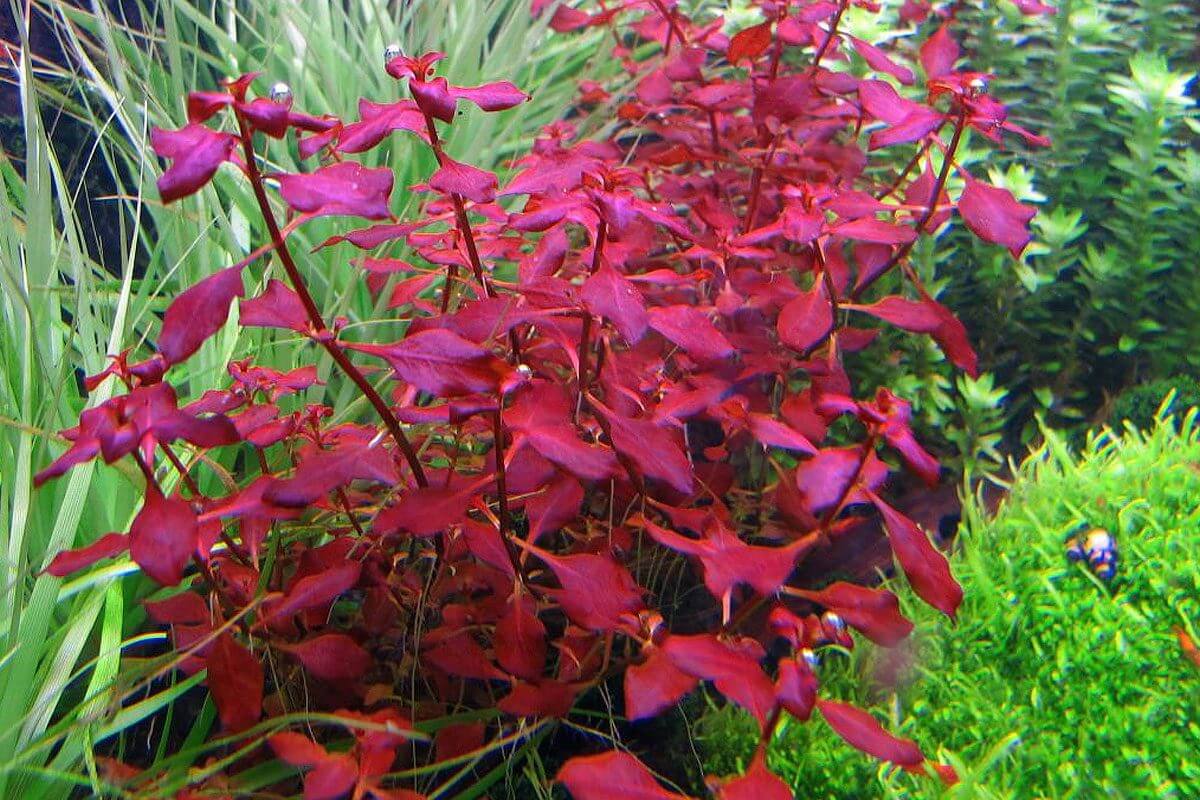 makkelijke aquariumplanten rood