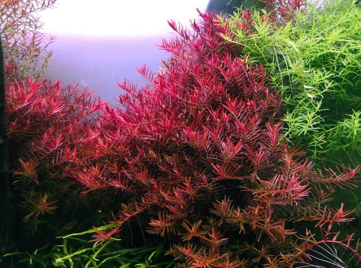 Wil jij rode aquariumplanten? Lees hier welke 5 soorten