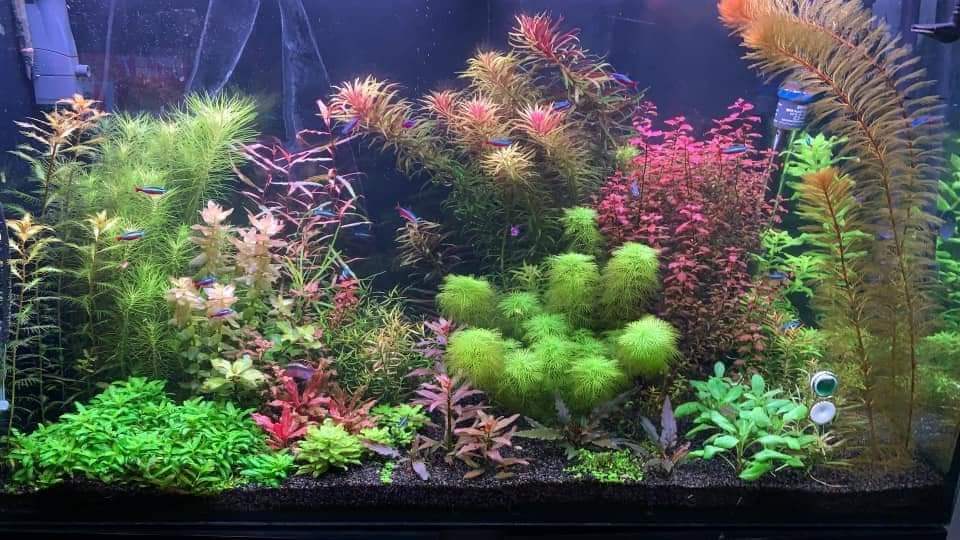 planten aquarium