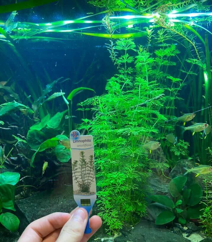 ambulia aquarium