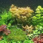 limnophila sessiliflora aquarium