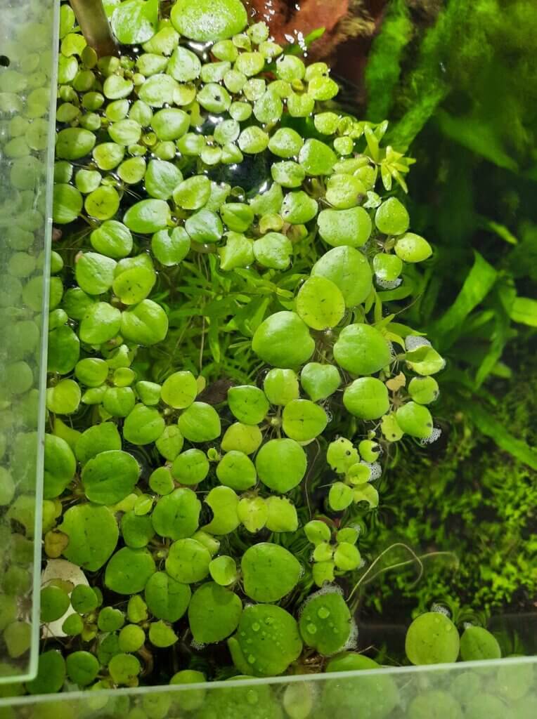 limnobium laevigatium drijfplant aquarium