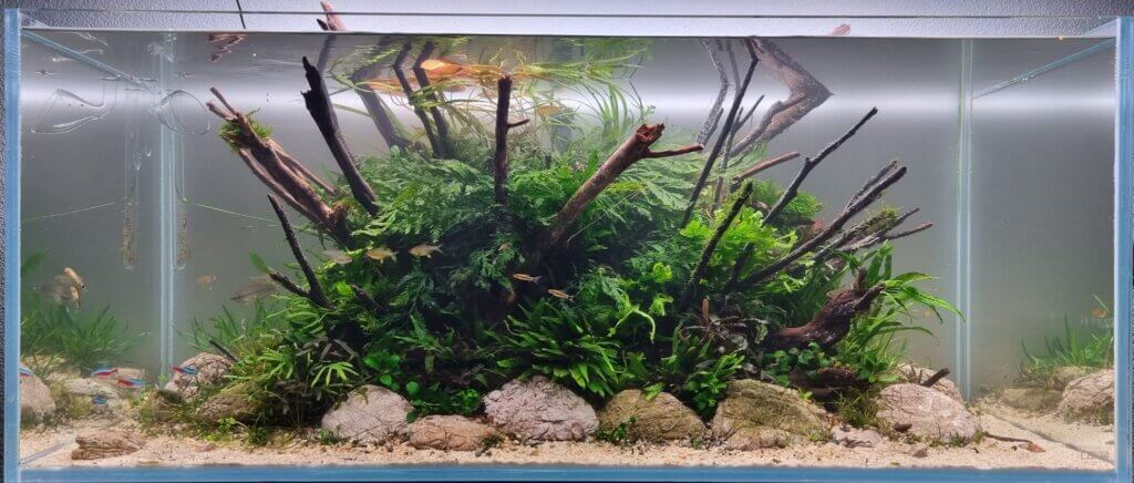 lilypipe aquarium